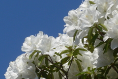 P1380473　白いツツジ