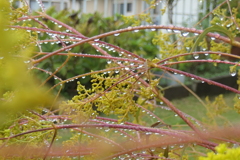 P1034558　雨上がりに