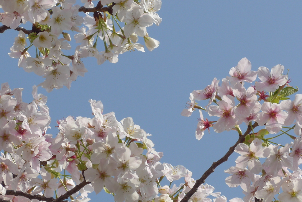 P1210361　大島桜