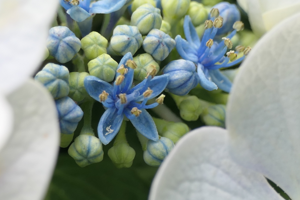 P1012178　ちゃんと咲いてます