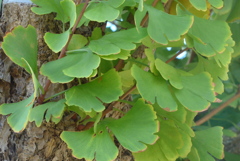 P1390263　イチョウ