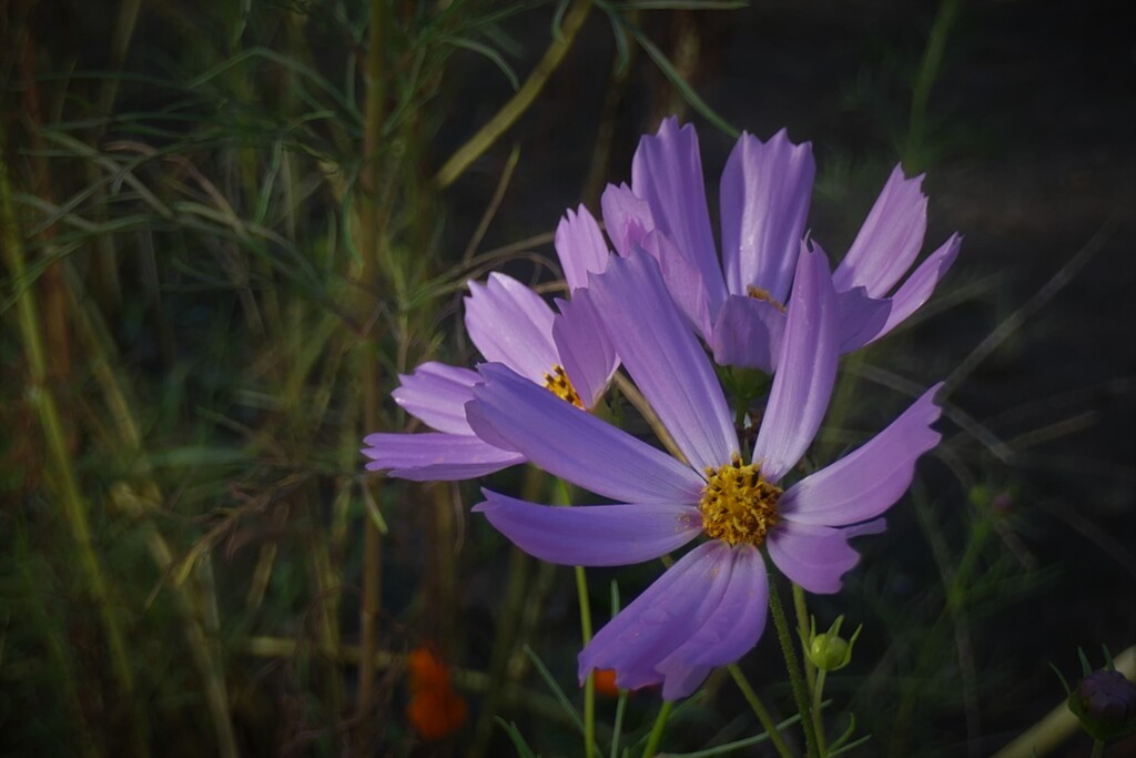 P1034519 (2)　秋桜