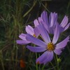 P1034519 (2)　秋桜