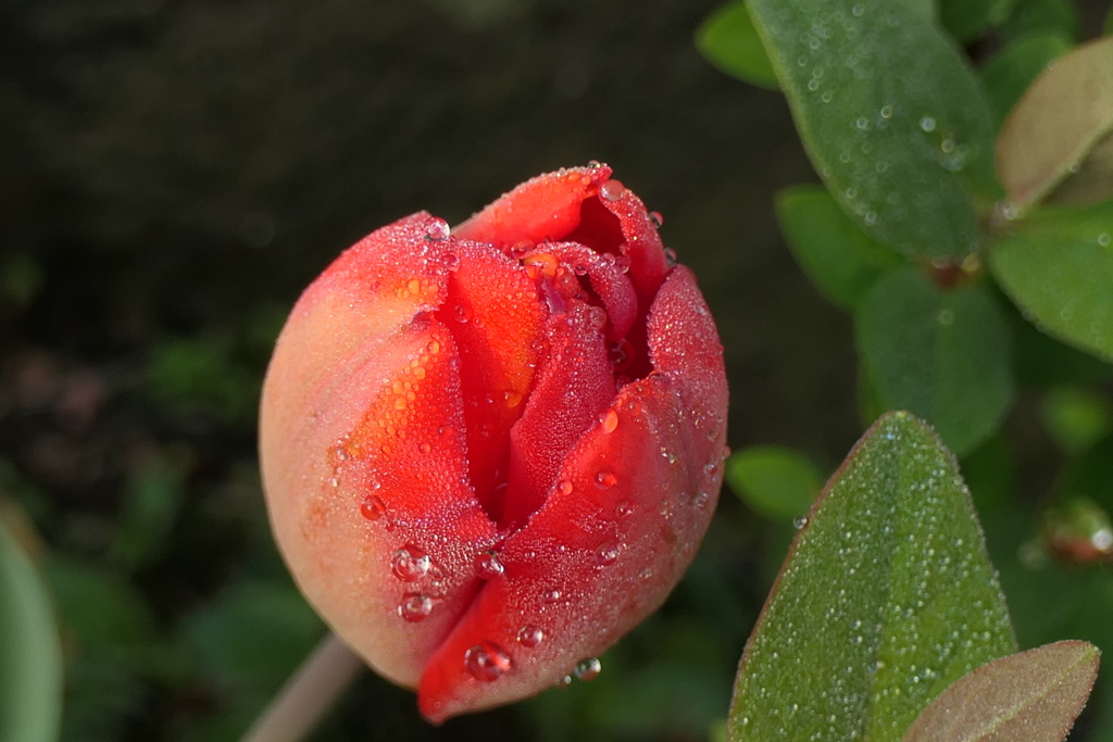 P1023586　雨上がりの朝に