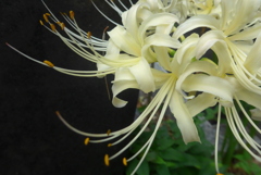 P1240667　白いヒガンバナ