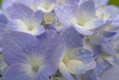 P1090748　あじさい