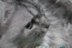 P1110888　ねこさん