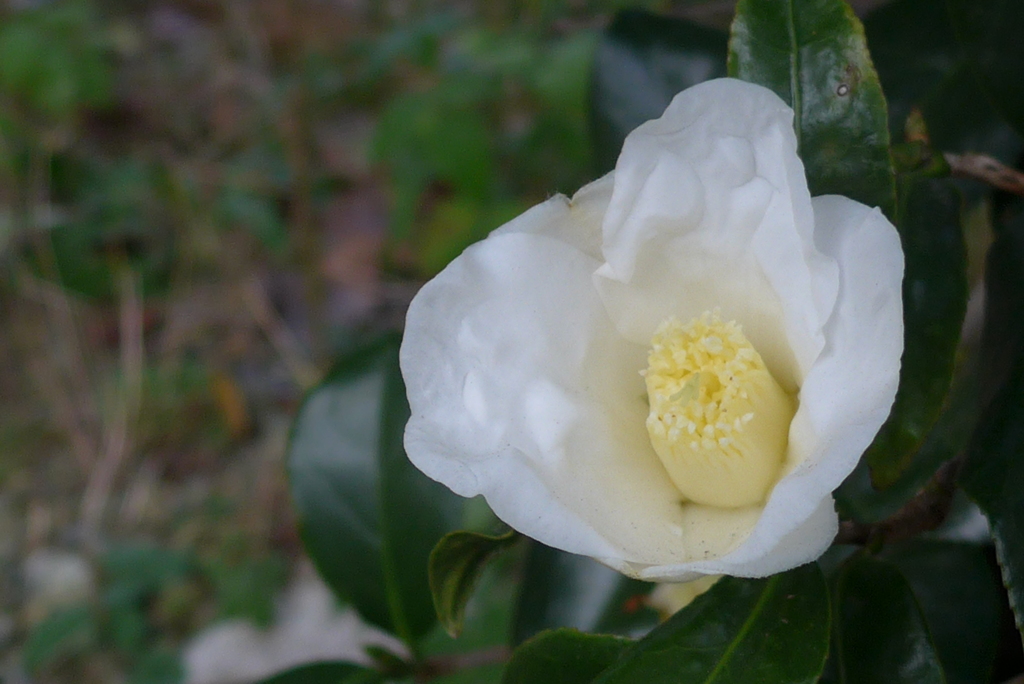 P1130094　冬の花
