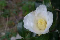 P1130094　冬の花