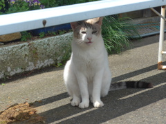 P1100196　ネコちゃん