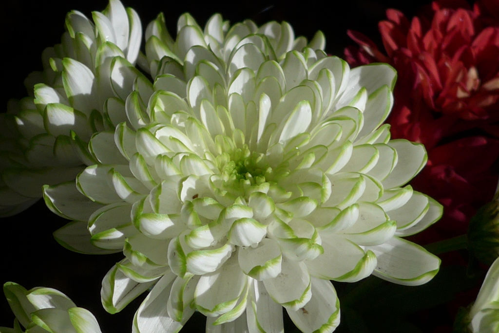 P1120352　「菊まつり」にて