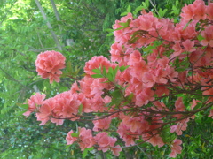 P1090167　ヤマツツジ