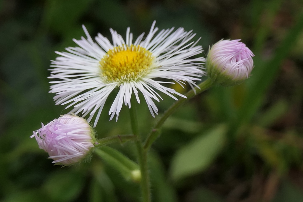 P1035722　野の花