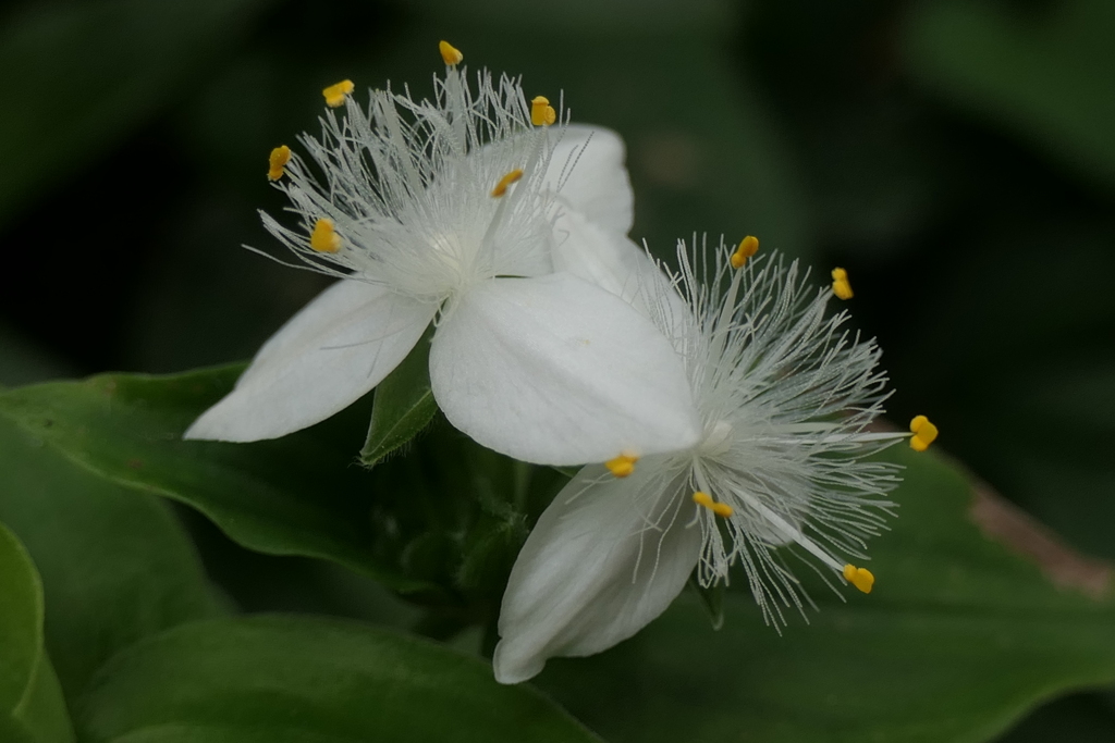 P1023715　トキワツユクサ