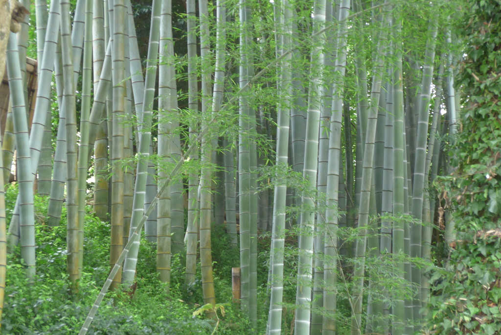 P1240269　竹林