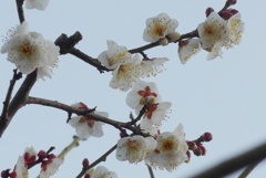 P1190804　白梅