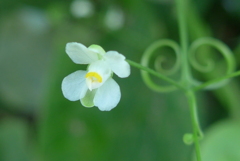 P1180177　小さな花