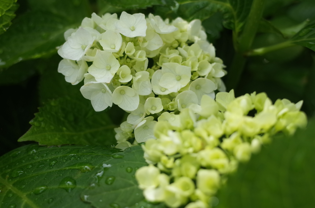 R0352366　5月のアジサイ