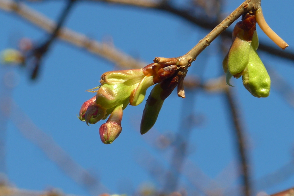 P1390426　春の兆し