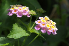 P1024142　ランタナ