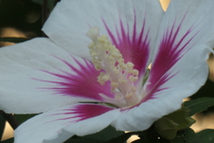P1034491　ムクゲ