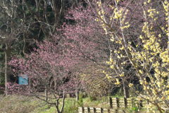 冬の桜と蝋梅