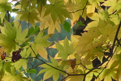 P1190267　修善寺虹の郷にて　～秋の光に～
