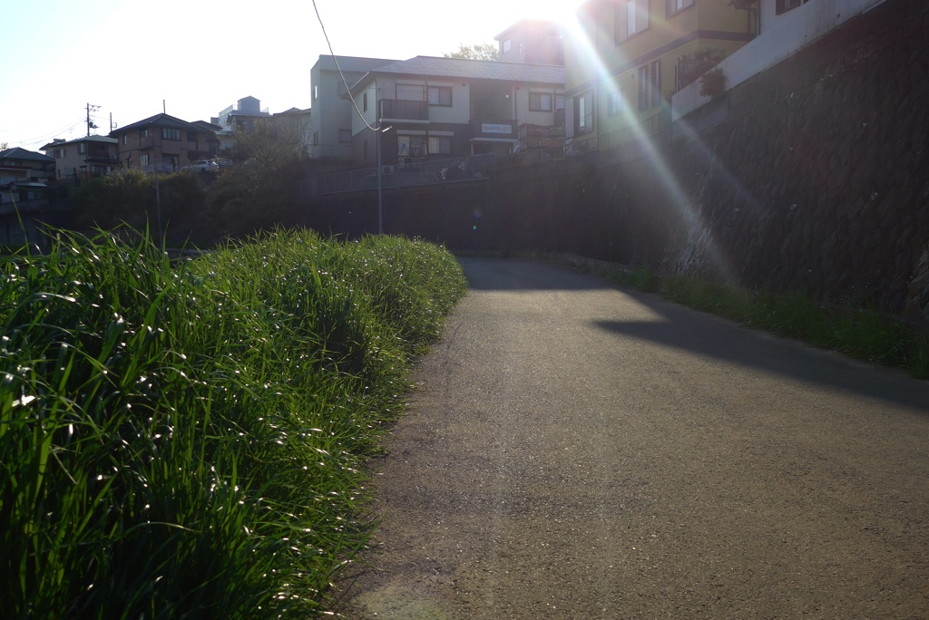 P1210715　朝の光射す散歩道