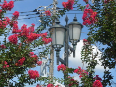 P1170930　赤い百日紅と街灯