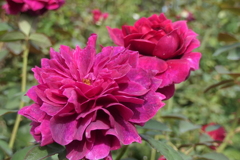 P1057026　横浜イングリッシュガーデンにて