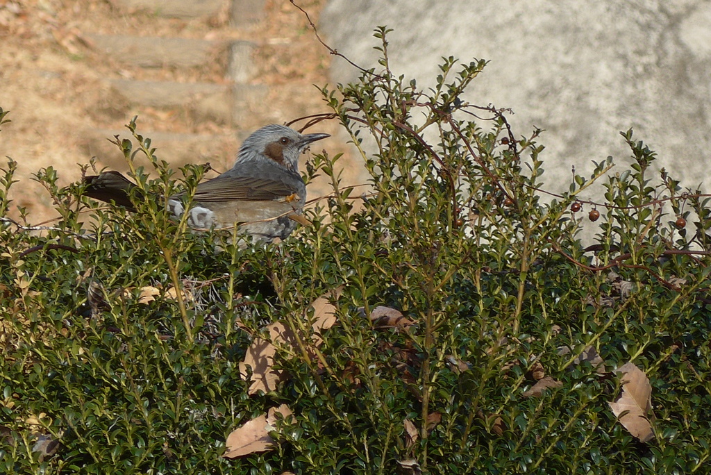 P1290098　いつもの公園で・鳥さん