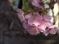 P1130781　朝の光に