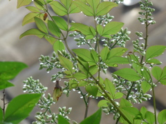 P1160266　雨上がりに