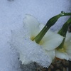 P1070117　雪と…