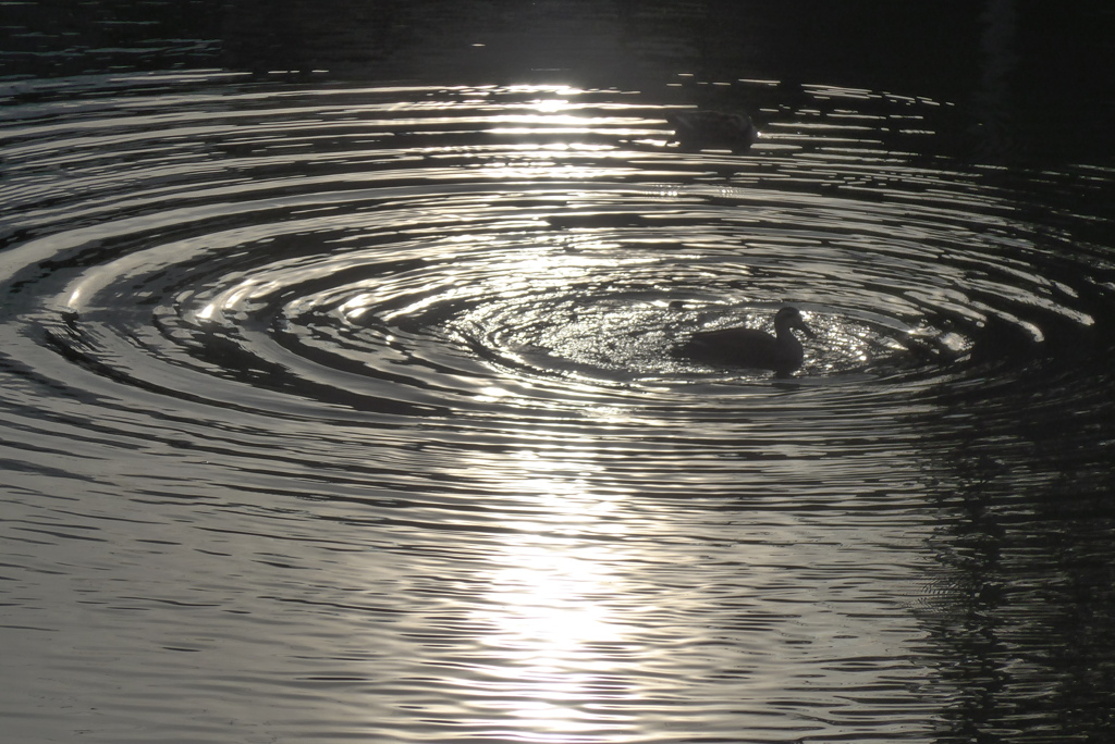 P1340492　水紋