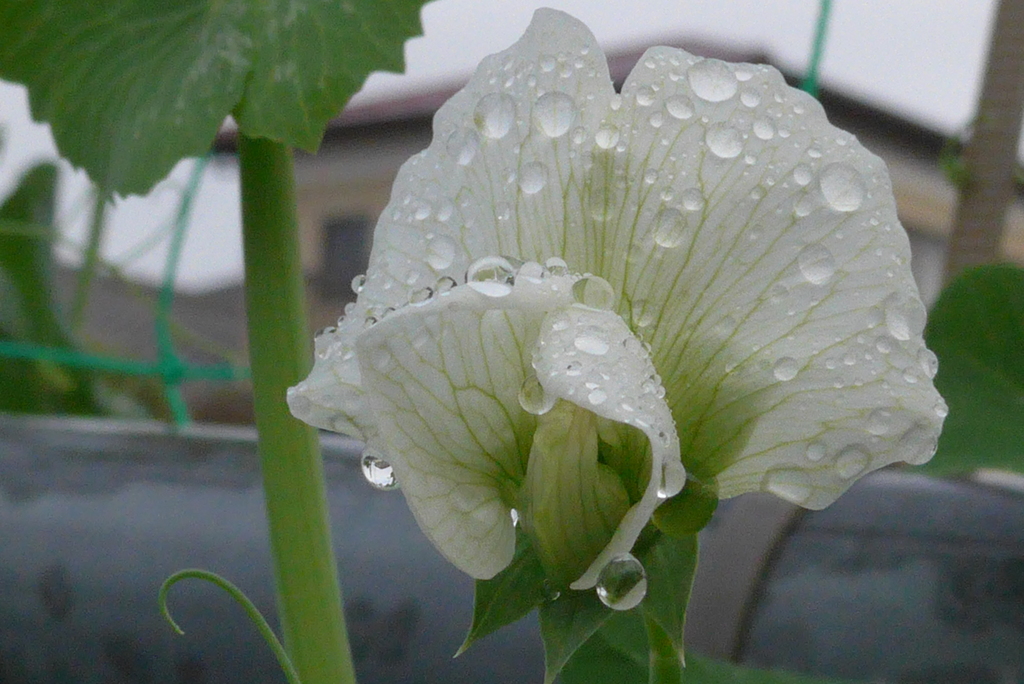 P1290797　雨上がりに