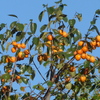 P1360943　柿