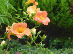 P1100293　ノウゼンカズラ