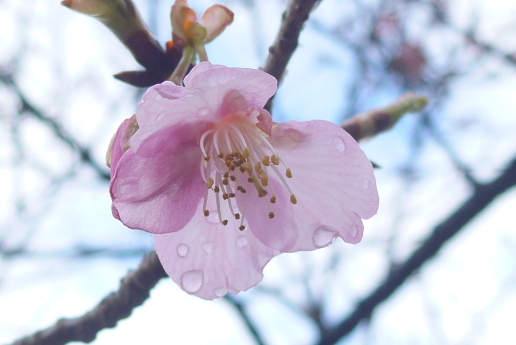 P1290295　河津桜