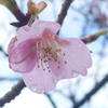 P1290295　河津桜
