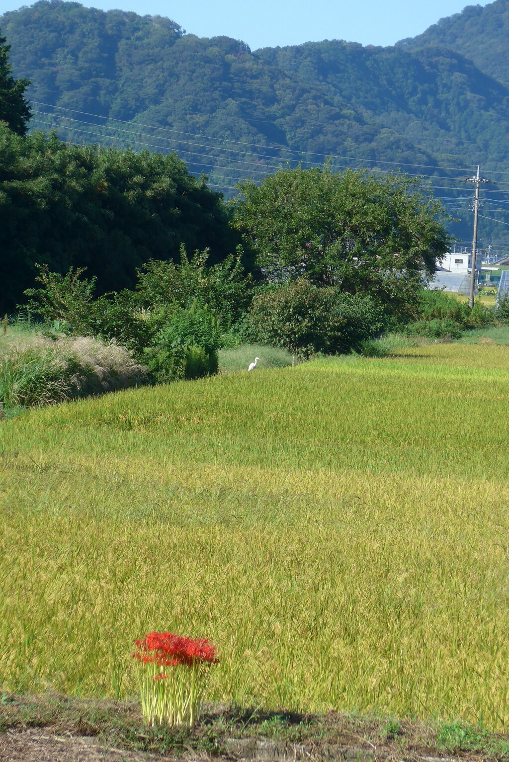 P1240842　秋