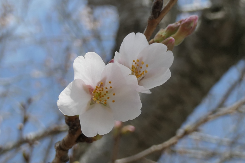 P1023527　小さなサクラ