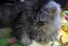 P1100263　ねこさん
