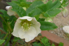 P1140369　ひかえめな君…