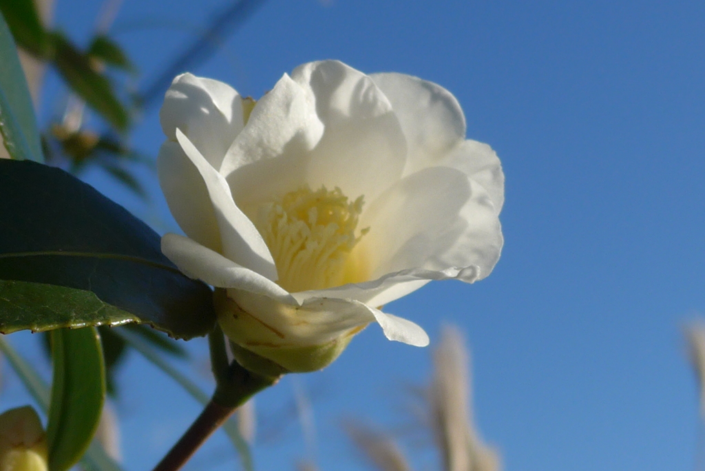 P1390318　ツバキ