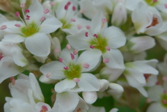 P1350836　蕎麦の花