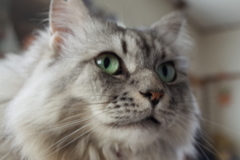 R0351146　ねこさん