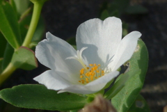 P1360423　朝の光に