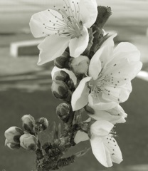 P1140103　春の花