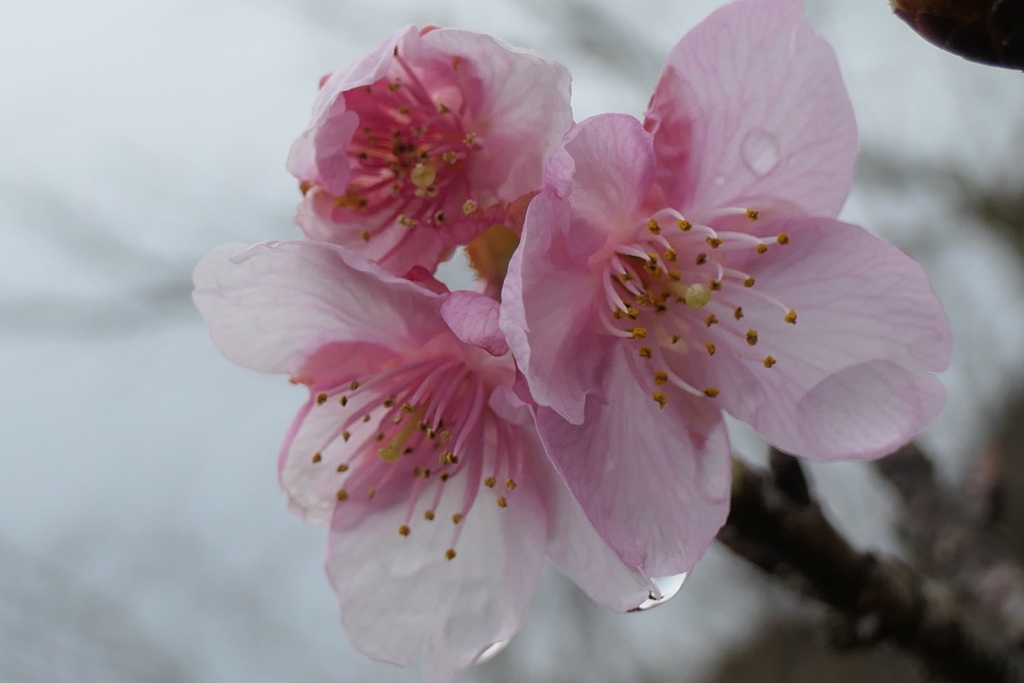 P1034978　雨上がりに